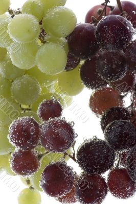 grapes with air bubbles on white background