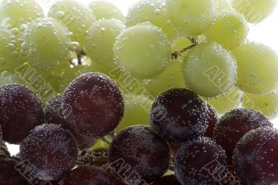 grapes with air bubbles on white