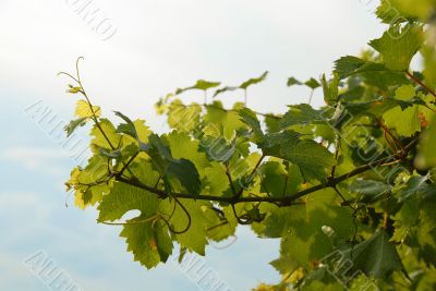 Viny leaves