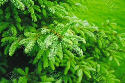 branches of a fur-tree