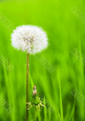 dandelion