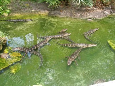Alligator