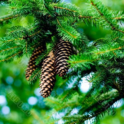 pinecones