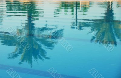 Palms reflection in pool