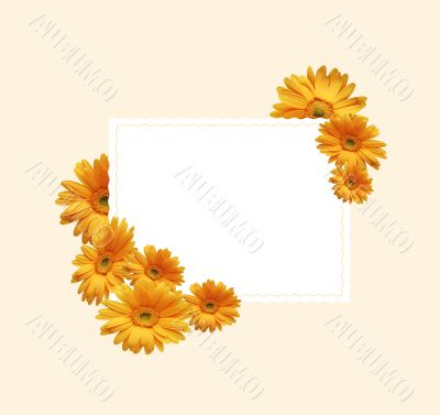 Chrysanthemums