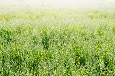  Grain Crops