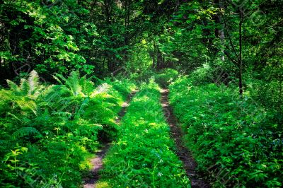 Path in the wood