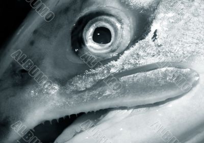 Fresh salmon