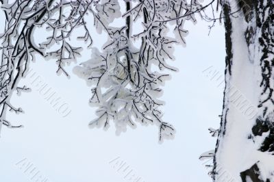 Branches in snow