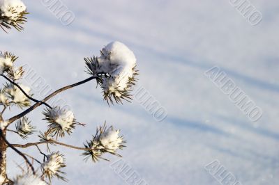 Fur-tree in snow