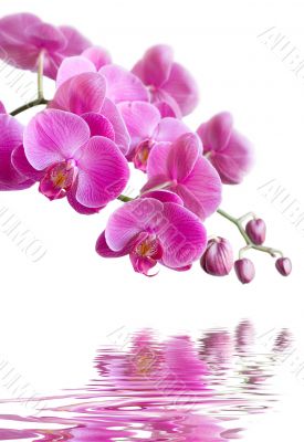 Pink orchid