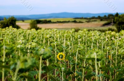 Sunflower field