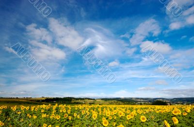Summer fields