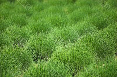 Lavender field