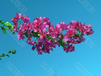 Bougainvillea Violet Flowers