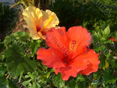 Hibiscus flowers red and yellow