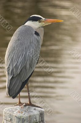 Grey heron