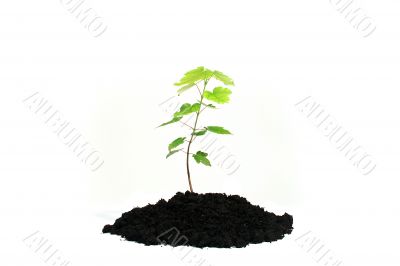 Tree green