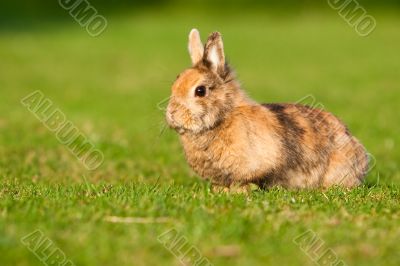 Small rabbit on grass