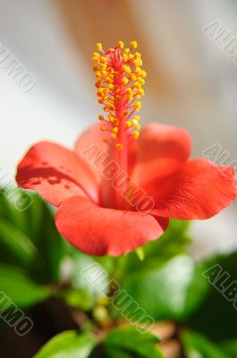 Red hibiscus