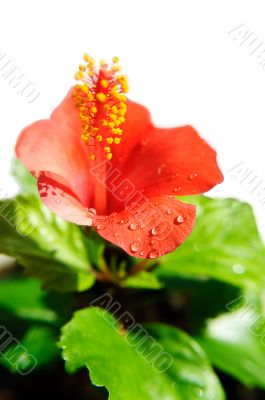 Red hibiscus with drops