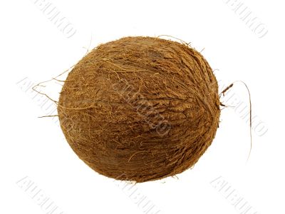 Beautiful coconut