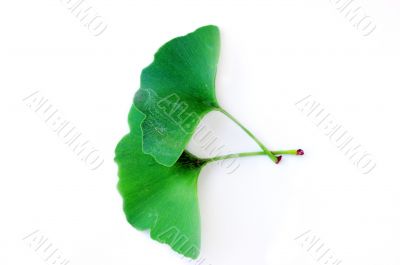 ginkgo biloba leaf