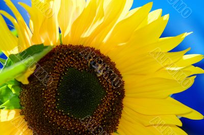 Sunflower and blue sky