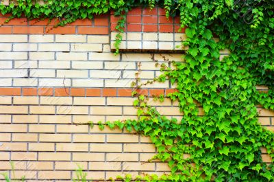 Ivy on brick wall. Green ivy on the wall.