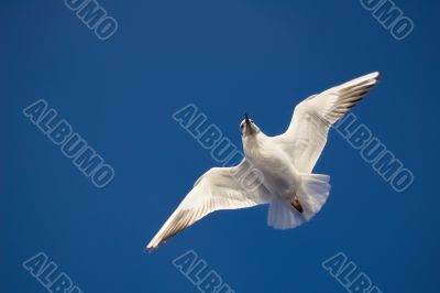 Flying gull on the blue sky background