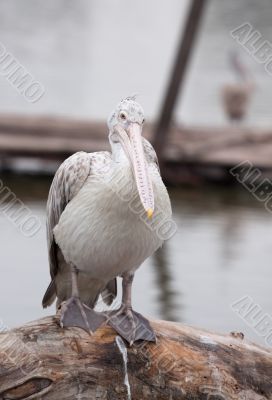 Pelican stands on a tree-trunk