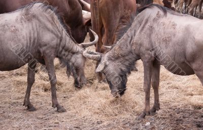 Gnus at the eating