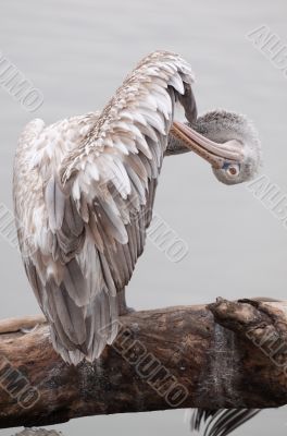 Pelican stands on a tree-trunk