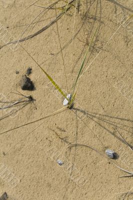 Clumps of dune grass in sand