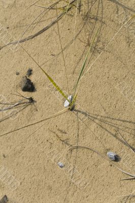 Clumps of dune grass in sand