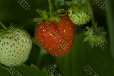 the fresh ripe  and unripe green berrie