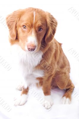 Nova Scotia toller