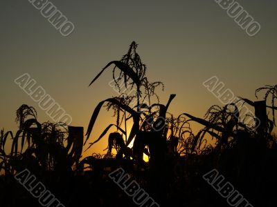 corn field at sunset in the evening. August 2009