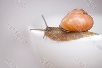 snail