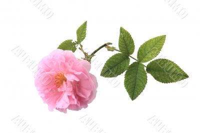 Tea Rose