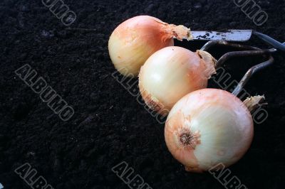 Onions