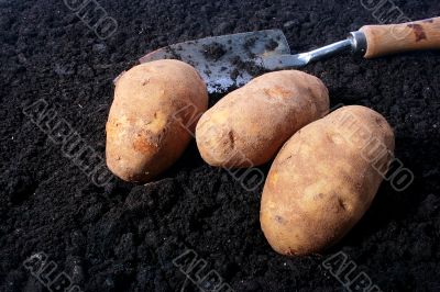 Potatoes