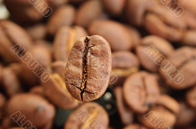 Coffee beans