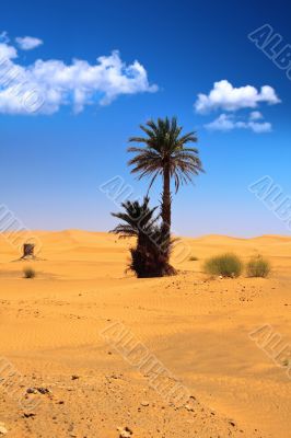 palm tree and cumulus clouds