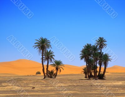 palm trees and cloudless sky