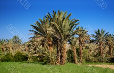 palm grove