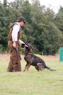 figurant and German shepherd at work