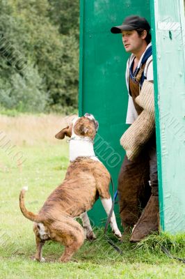 figurant and American bulldog at work