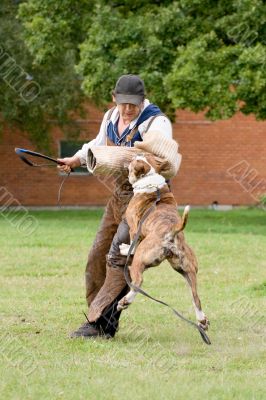 figurant and American bulldog at work