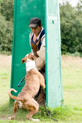 figurant and American bulldog at work